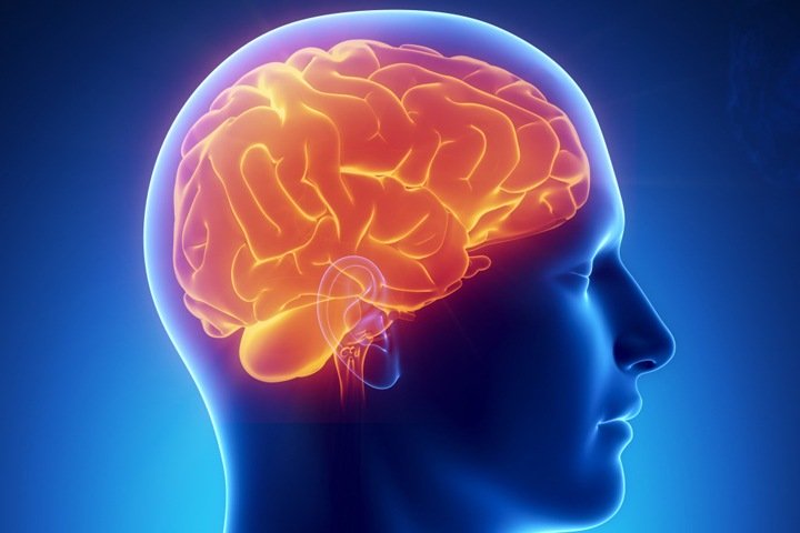 Ученые БФУ в составе международной группы нашли новые регуляторы кровоснабжения мозга
