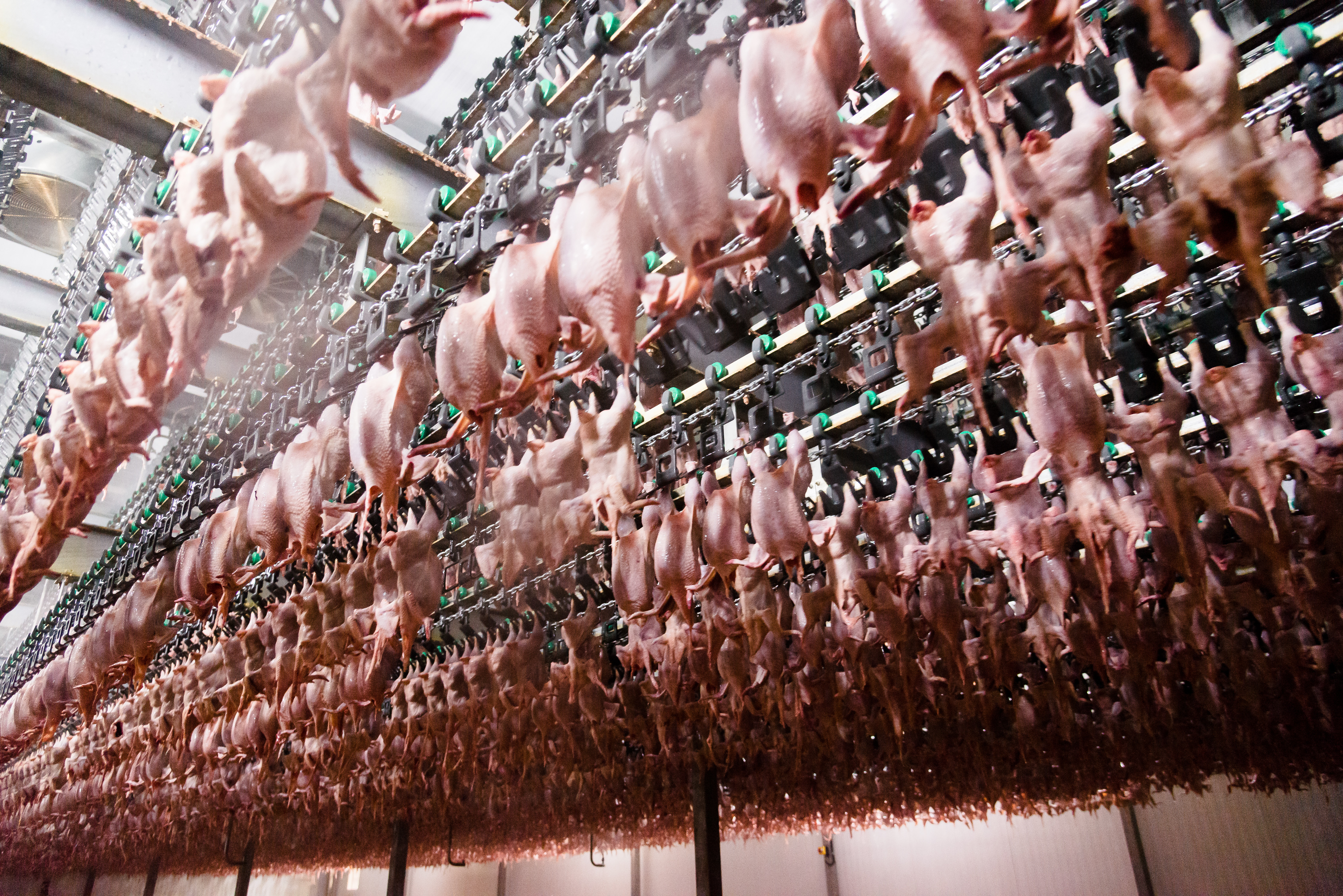 «Здоровая Ферма» в числе лидеров по производству мяса бройлеров в стране