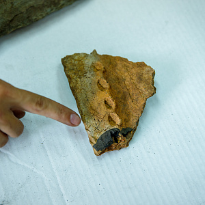 Археологи СФУ обнаружили первый могильник раннего средневековья в Енисейской Сибири