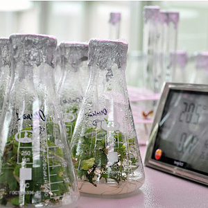 Растения, полученные методом клонального микроразмножения, для озеленения региона выращивают учёные НИУ «БелГУ» в рамках Белгородского НОЦ