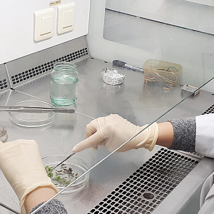 Учёные НИУ «БелГУ» создали нейросетевую модель, которая позволит вырастить лекарственные растения в авторежиме 