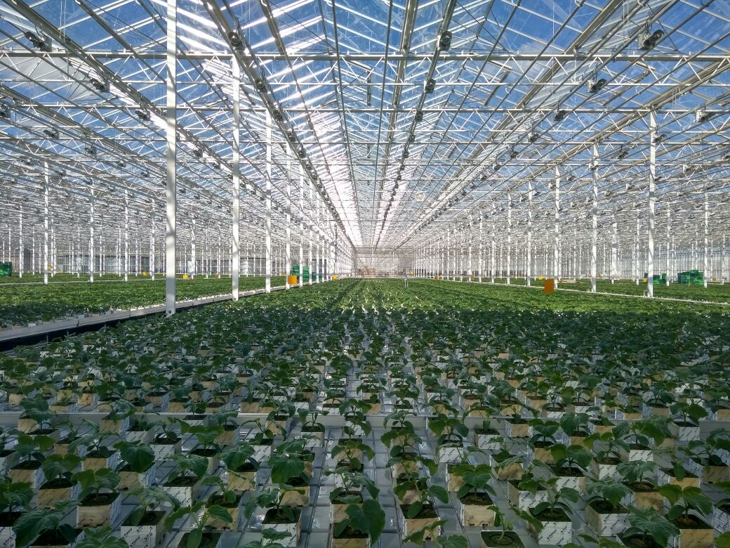 «Россети» обеспечили дополнительной мощностью крупнейшего в Мордовии производителя овощей